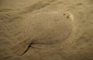 Gulf Coast Flatfishing